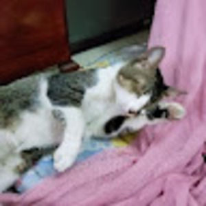 Meet your Posher, Phong